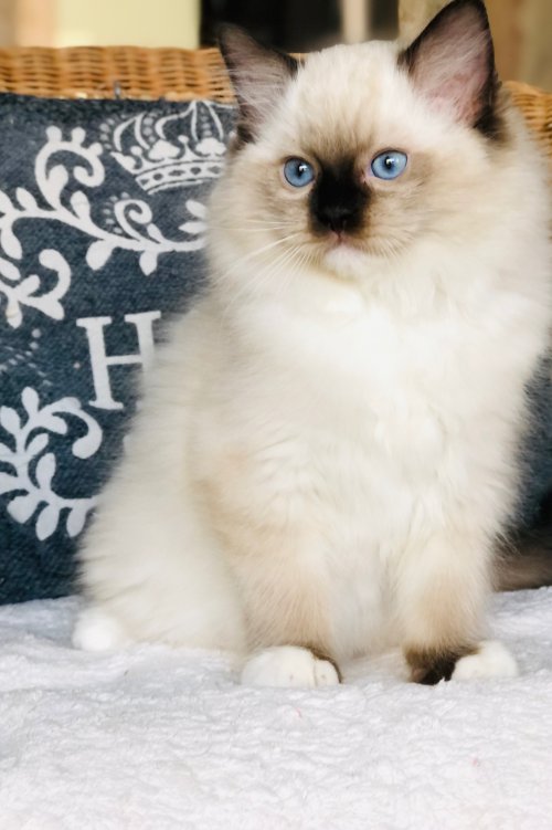 seal mitted boy