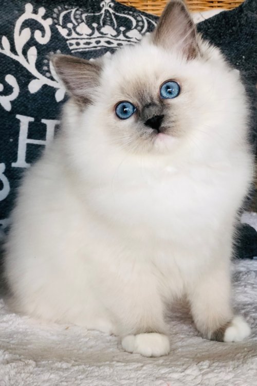 blue mitted girl