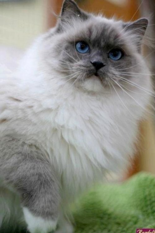 blue mitted